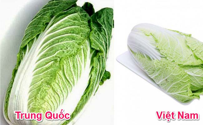 Rau cải Trung Quốc nhiễm độc thuốc sâu gấp 8 lần